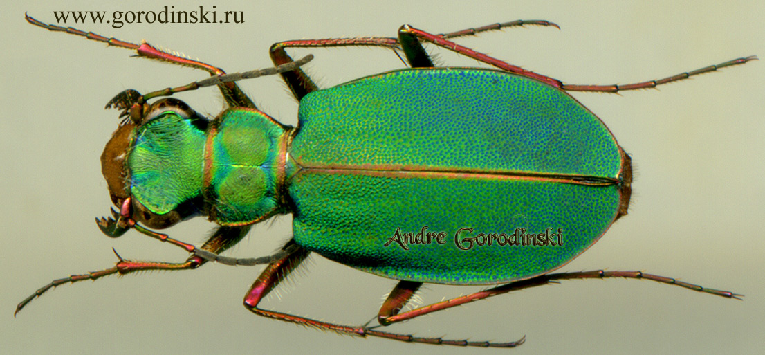 http://www.gorodinski.ru/cicindela/Platydela segonzaci .jpg